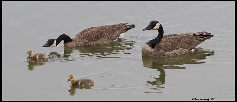 _7SB3517 canada geese with goslings.jpg